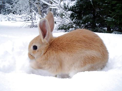 25P Cute little bunnies!!