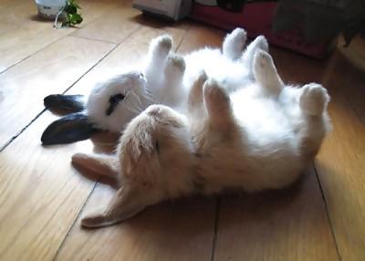25P Cute little bunnies!!