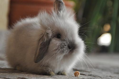 25P Cute little bunnies!!