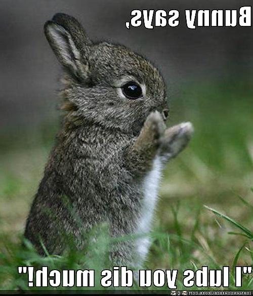 25P Cute little bunnies!!