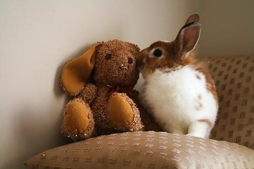 25P Cute little bunnies!!