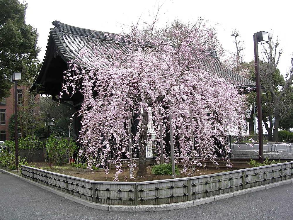 6P Tokyo
