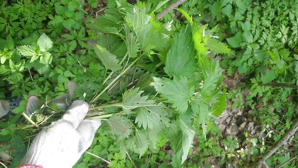 12P Nettle amateur torture