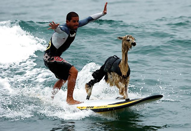 25P Weird & funny pictures part 2 2014