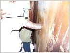 25P Females at the gloryhole