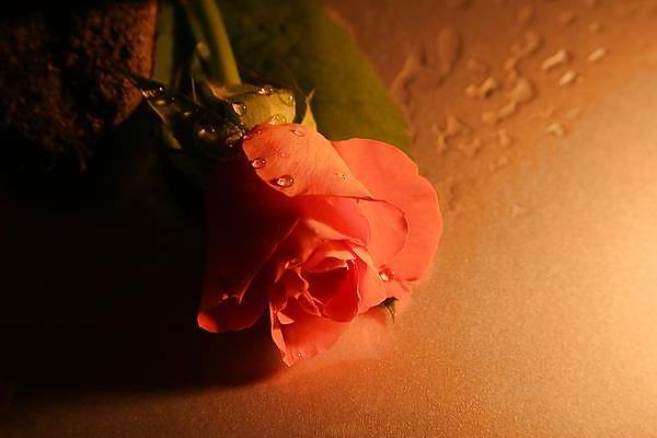 25P Erotic Art of Roses - Session 2