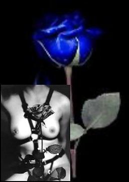 25P Erotic Art of Roses - Session 2