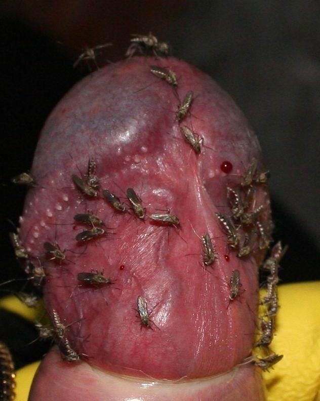 15P Extremely weird cocks