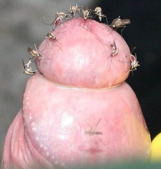 7P Weird and extremely cocks