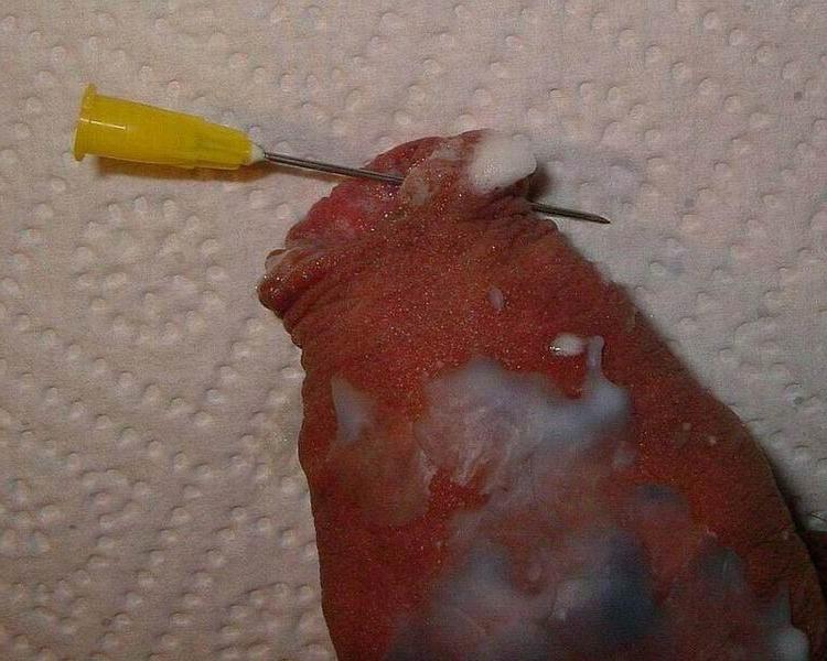 18P extremely tortured dicks