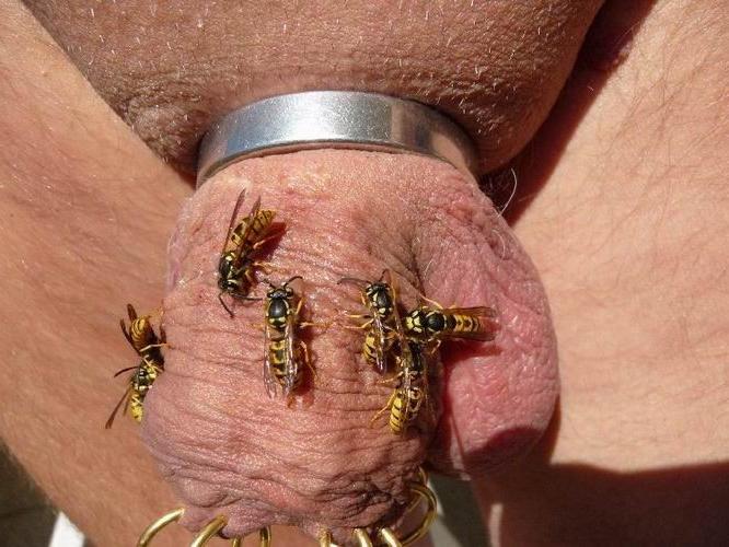 12P Weird cocks