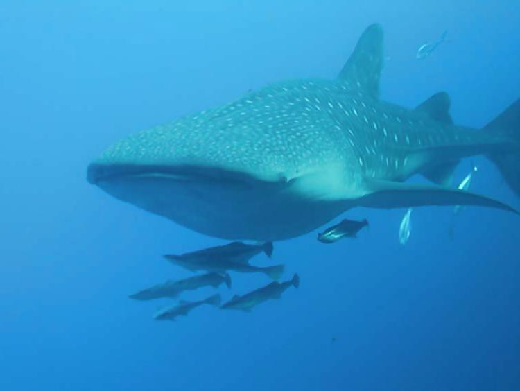 13P Diving