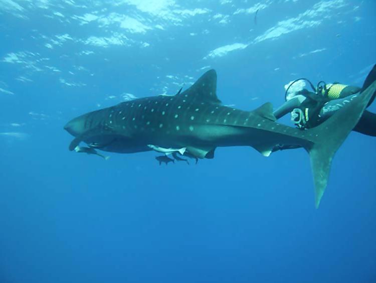 13P Diving