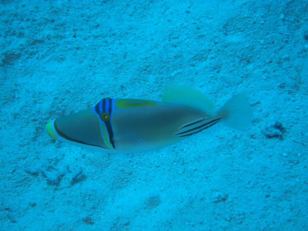 13P Diving