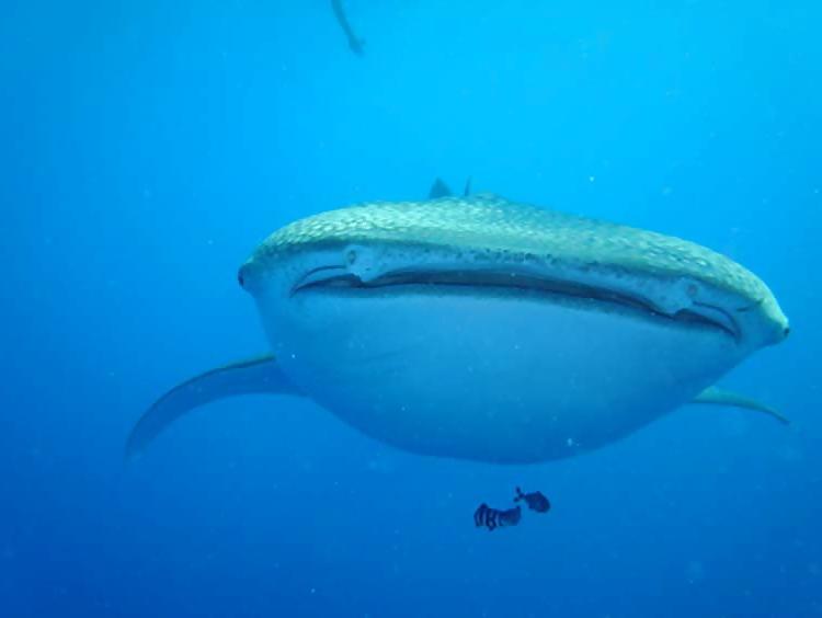 13P Diving