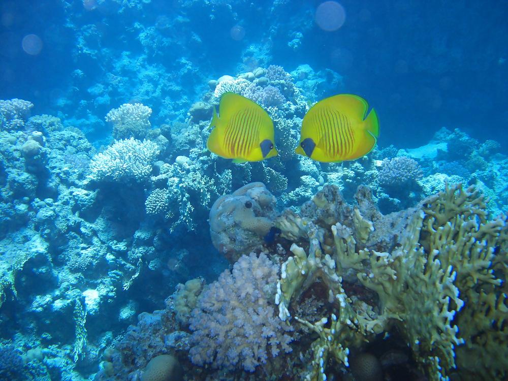 13P Diving