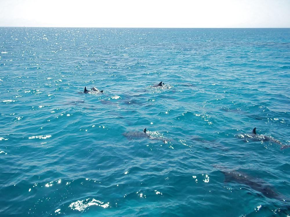 13P Diving