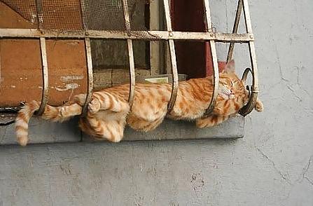 25P Pussy plus - funny and cute animals