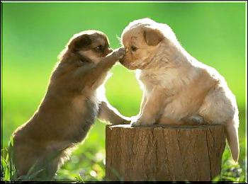 25P Pussy plus - funny and cute animals