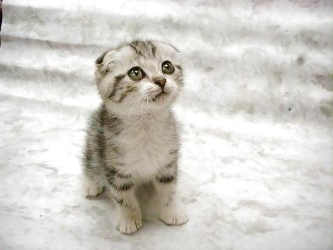 25P Pussy plus - funny and cute animals