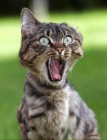 25P Pussy plus - funny and cute animals