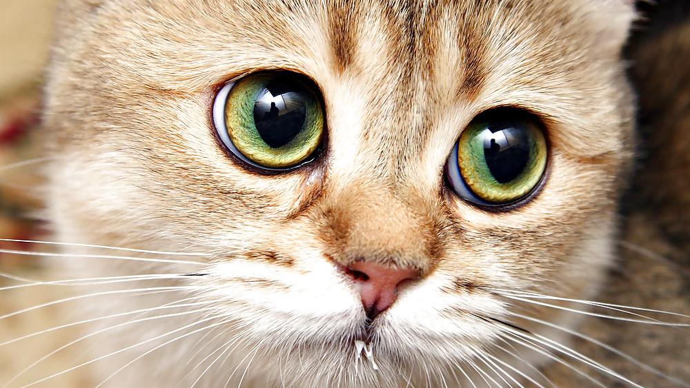 25P Pussy plus - funny and cute animals