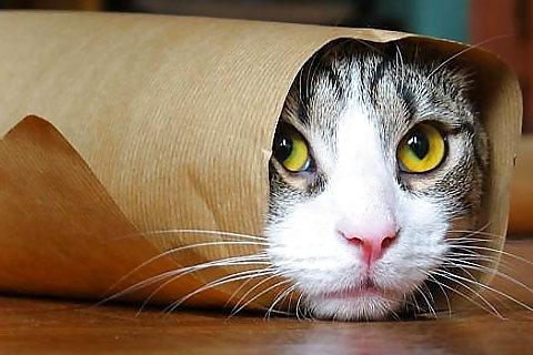25P Pussy plus - funny and cute animals