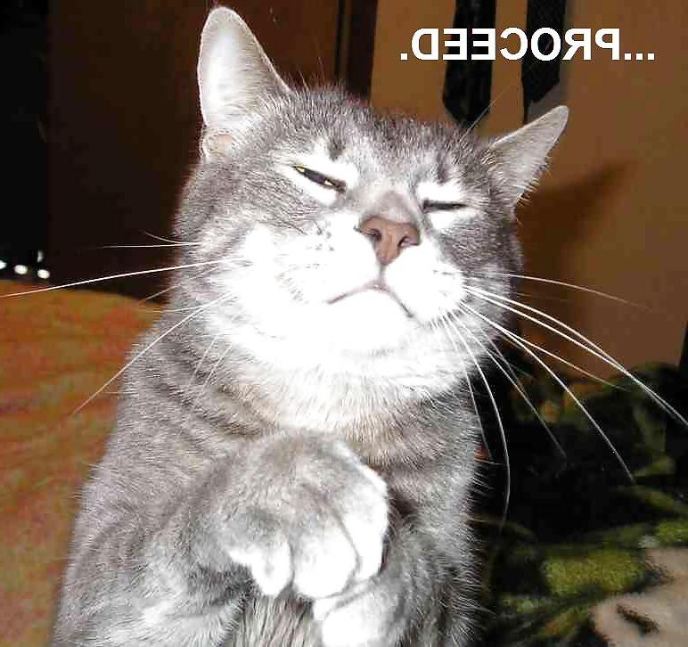 25P Pussy plus - funny and cute animals