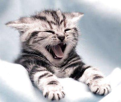 25P Pussy plus - funny and cute animals