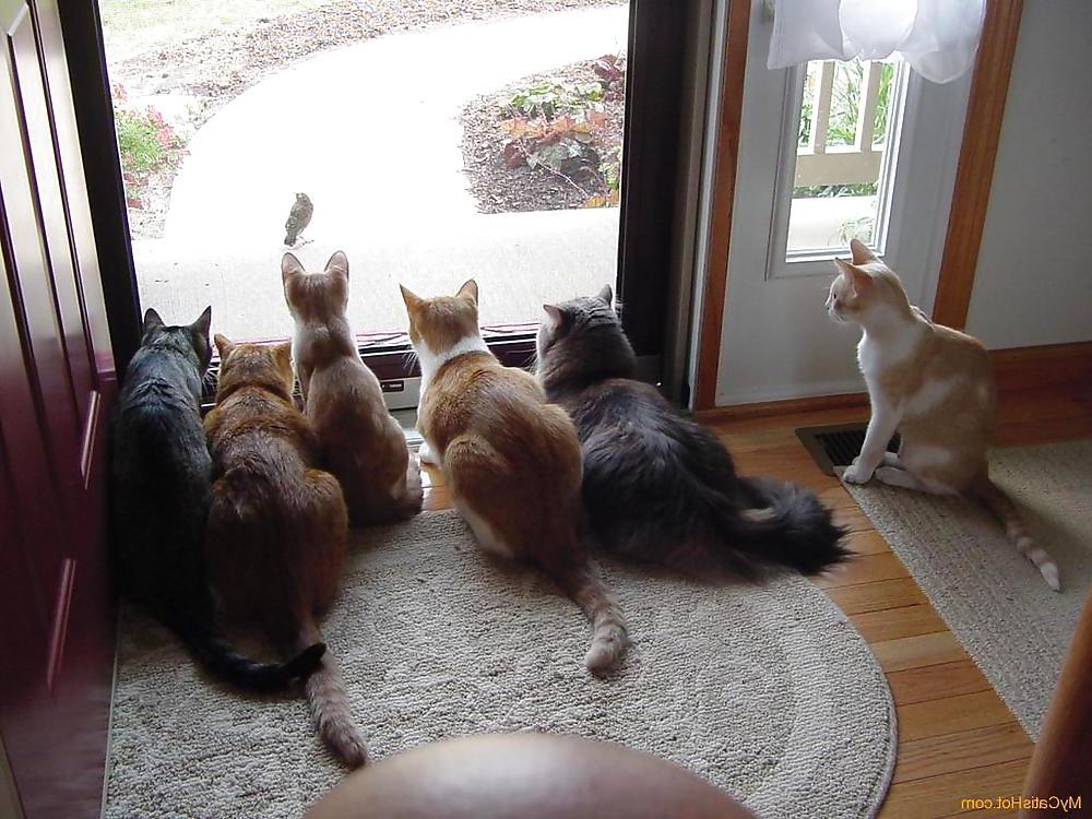 25P Pussy plus - funny and cute animals