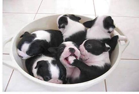 25P Pussy plus - funny and cute animals