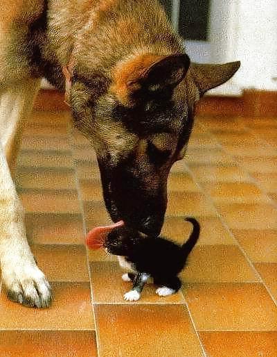 25P Pussy plus - funny and cute animals