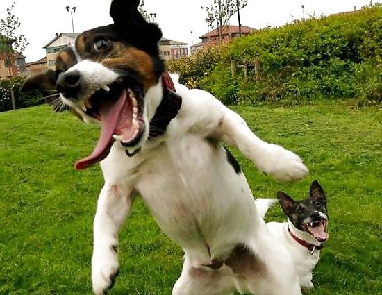 25P Pussy plus - funny and cute animals