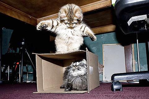 25P Pussy plus - funny and cute animals