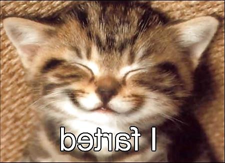 25P Pussy plus - funny and cute animals