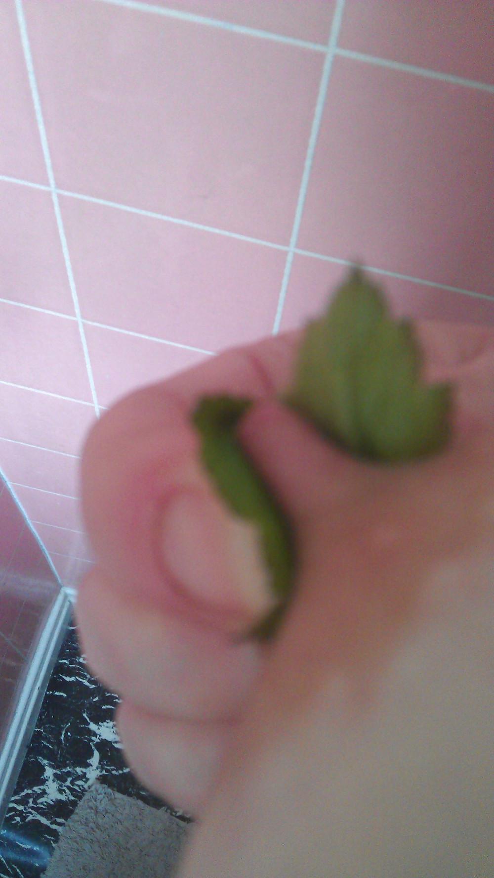 6P Nettle punishment