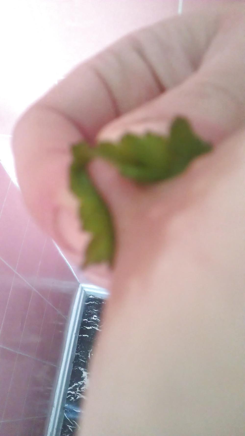 6P Nettle punishment