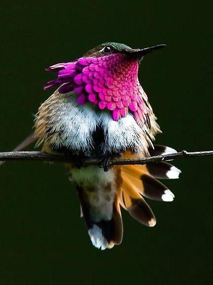 7P Nature's music