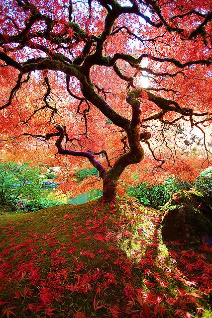 7P Nature's music