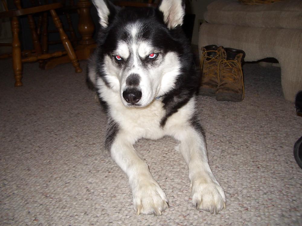 13P Nature pictures and some of my Husky