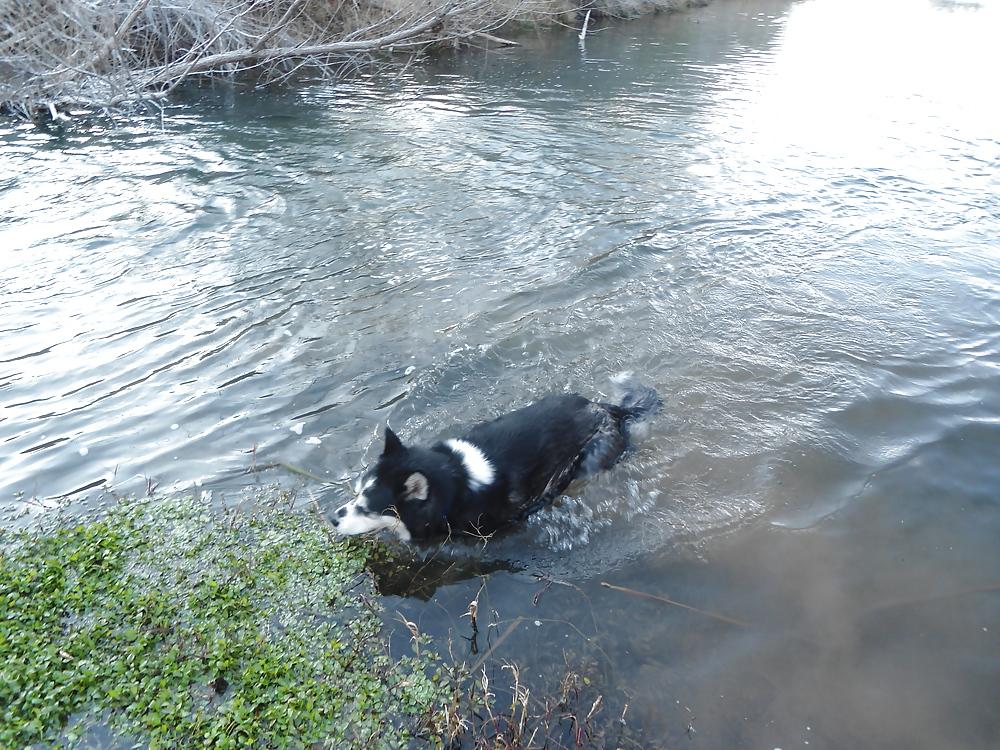 13P Nature pictures and some of my Husky