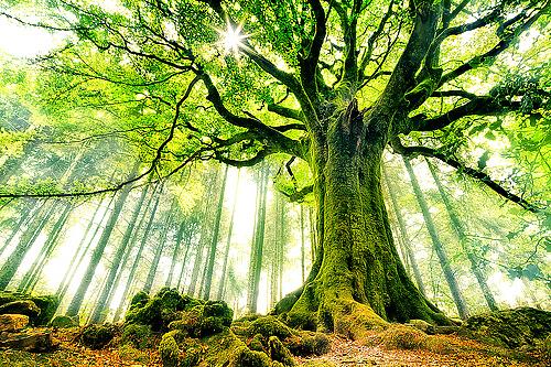 25P Nature's songs 