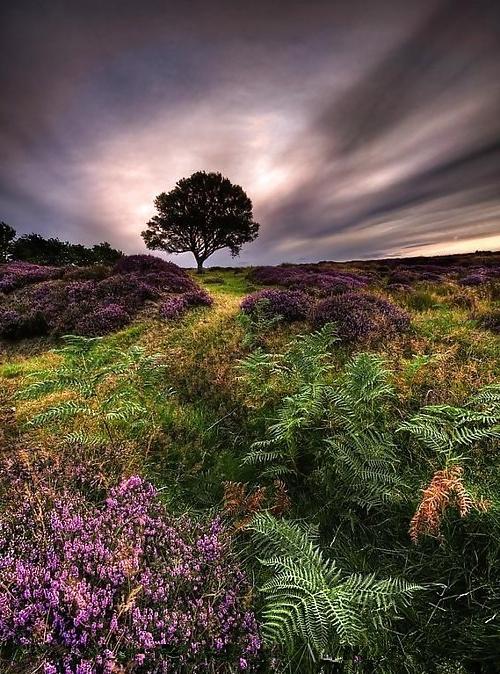 25P Nature's songs 