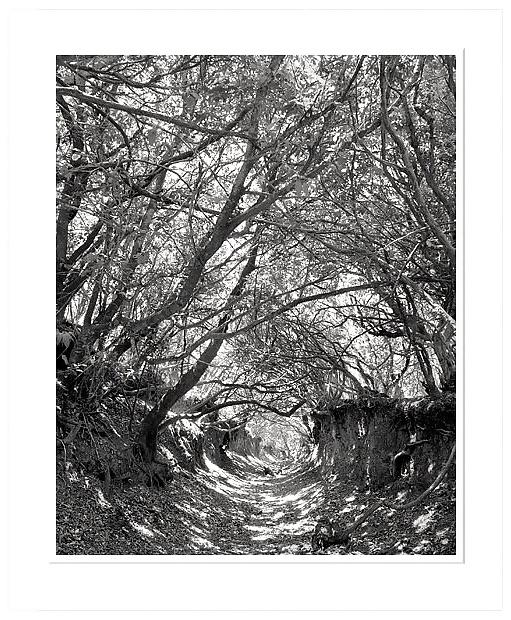 18P Black-and-white II .for Black--Widow