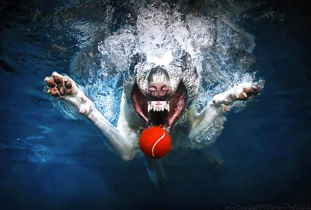 23P Underwater dogs by jedman