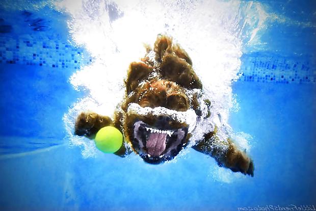 23P Underwater dogs by jedman