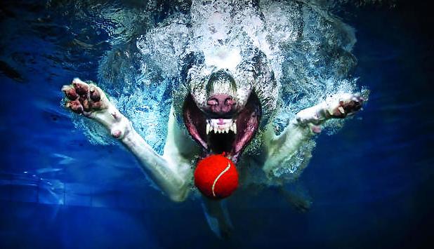 23P Underwater dogs by jedman