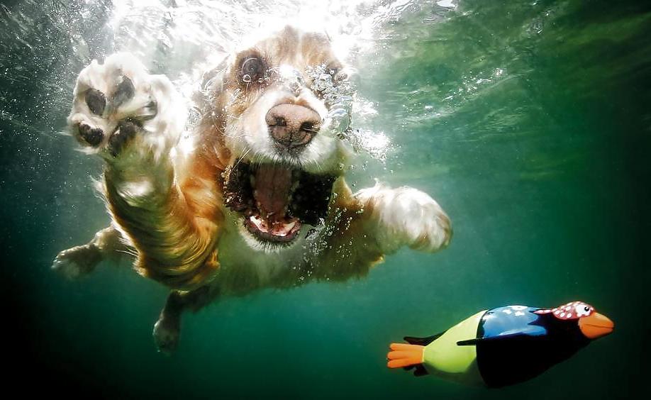 23P Underwater dogs by jedman