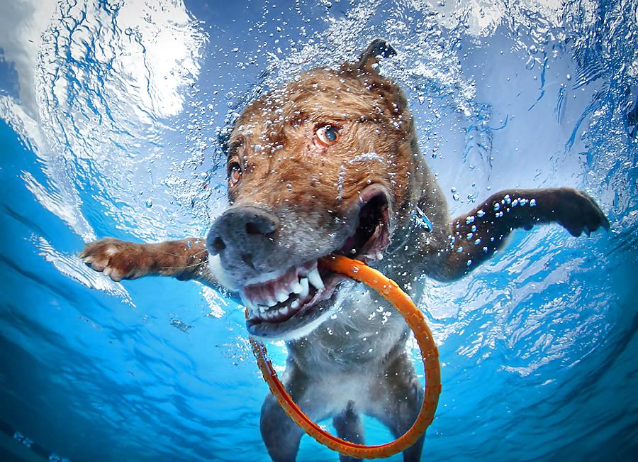 23P Underwater dogs by jedman