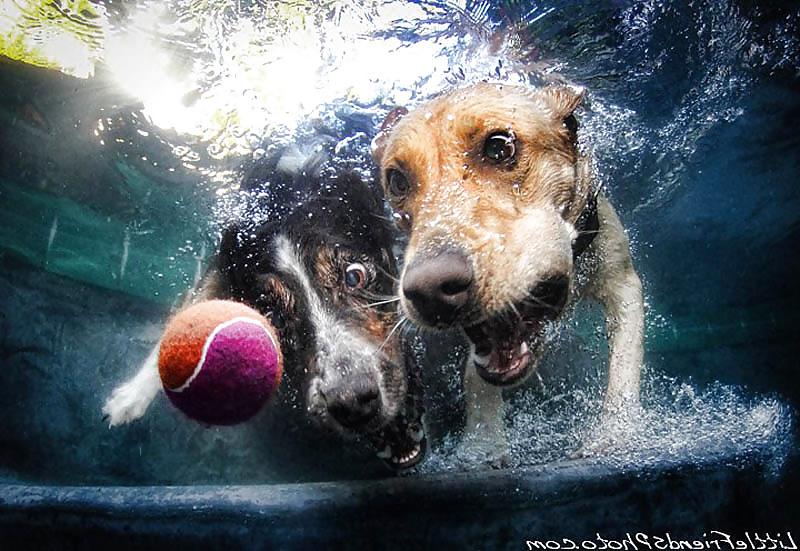 23P Underwater dogs by jedman